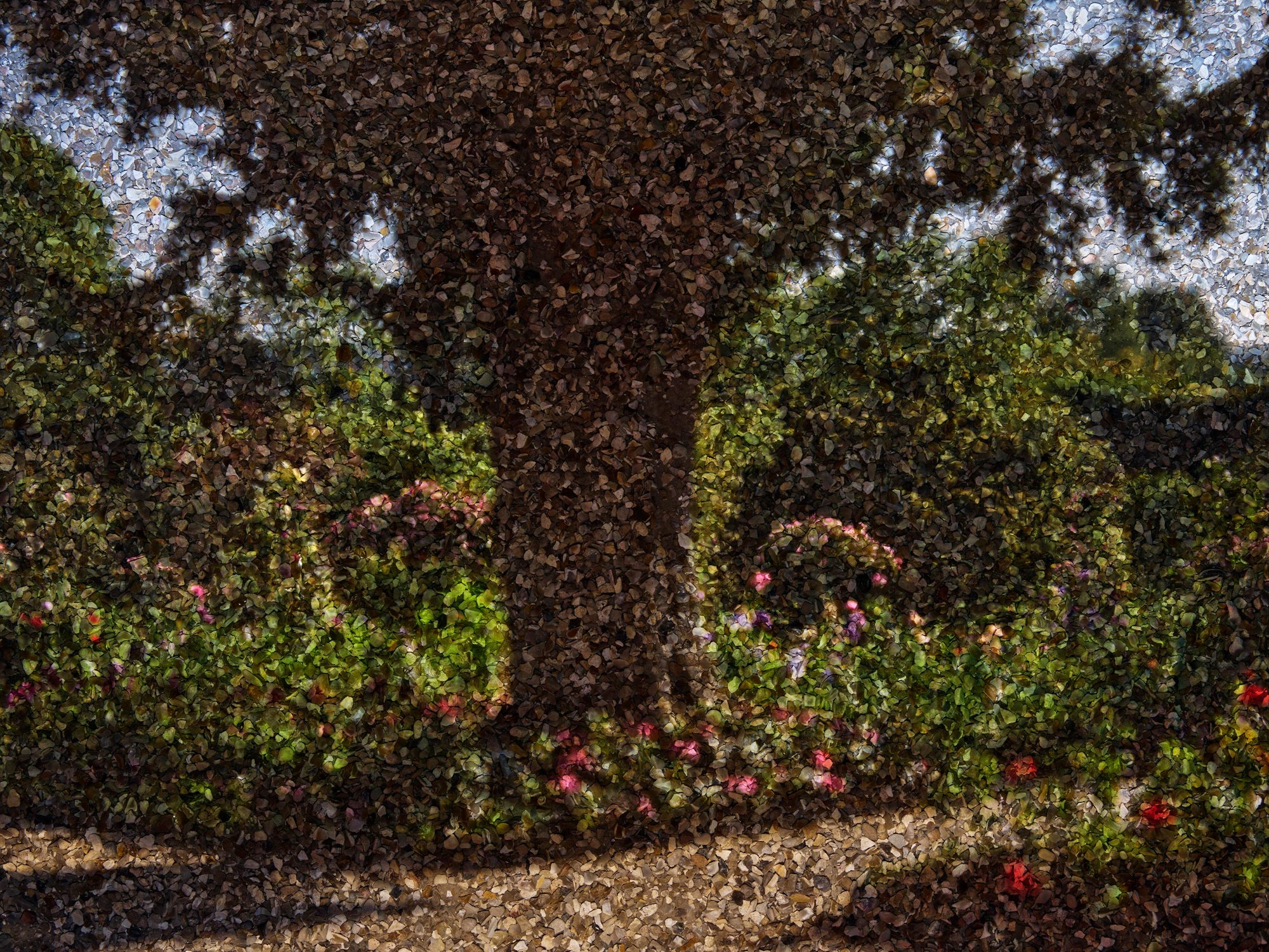 Yew Tree in Monet's Water Garden